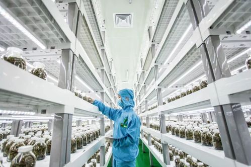 中科三安 京東等國內20家植物工廠大盤點