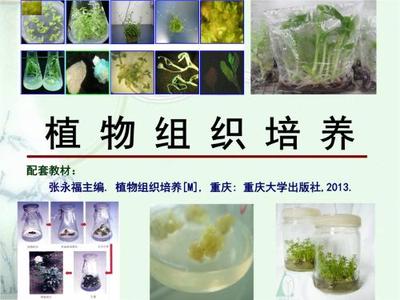 組織培養技術與生物基材料的市場前景與銷售策略